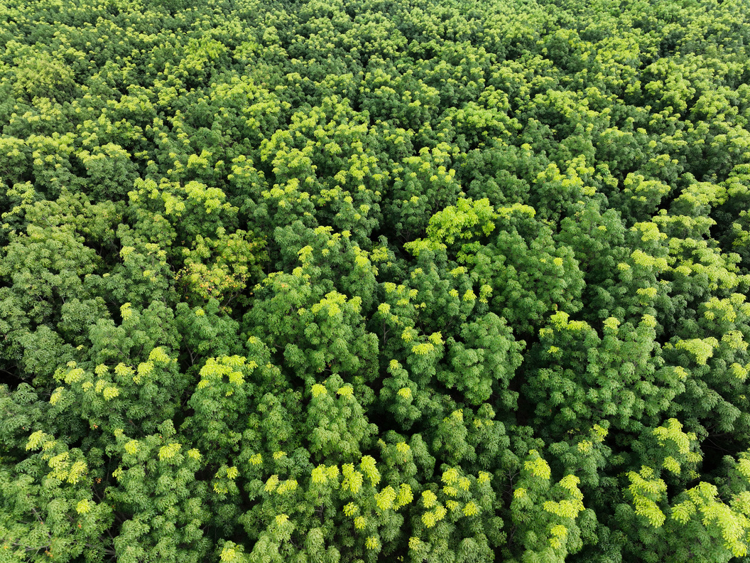 Aerial top view of green forest for sale carbon credit. Dense gr